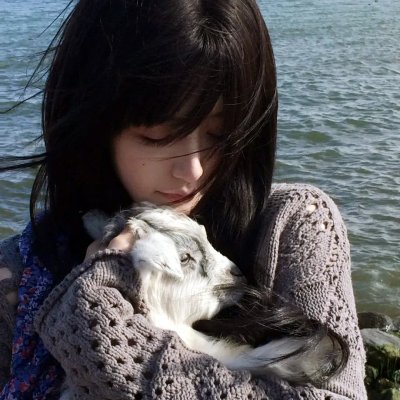 老柿子树